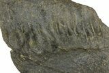 Fossil Hadrosaur (Maiasaura?) Jaw Section - Montana #173489-4